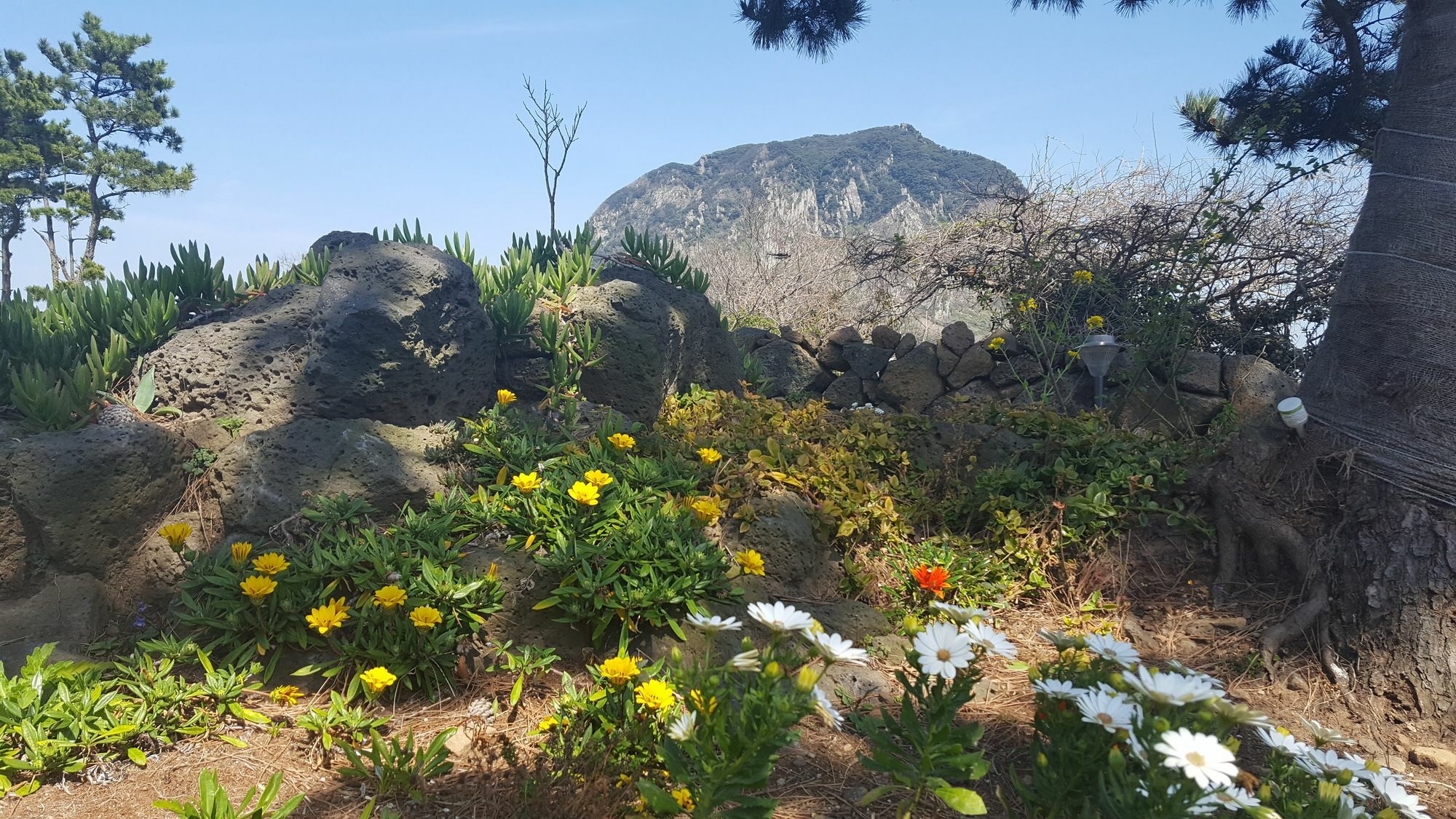 Wind Jeju Cafe & Pension Seogwipo Zewnętrze zdjęcie