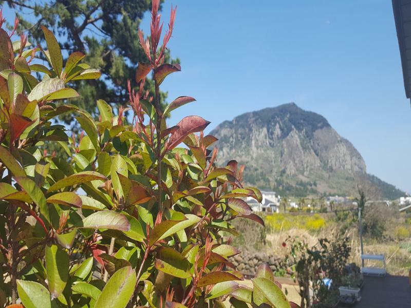 Wind Jeju Cafe & Pension Seogwipo Zewnętrze zdjęcie